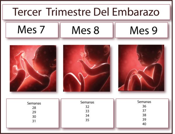 Tercer Trimestre Del Embarazo Ginemed Guadalajara Clínica De La Mujer Zapopan Ginemed 9014